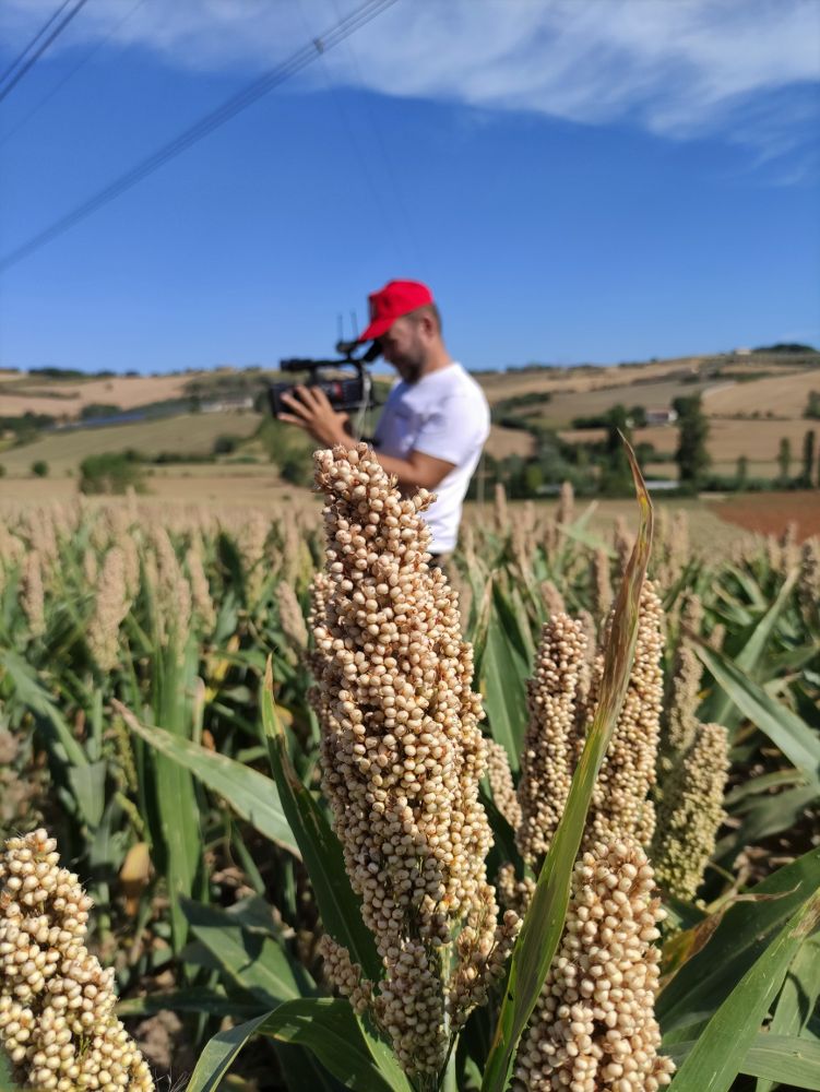 SORGO: Annata difficile ma gli ibridi RV Venturoli resistono alla grande