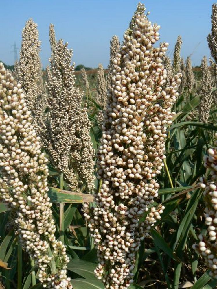 Sorgo, valida alternativa per le semine primaverili