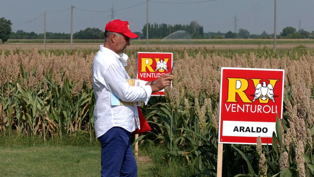 Sorgo, forte crescita delle superfici in Italia e in Europa 