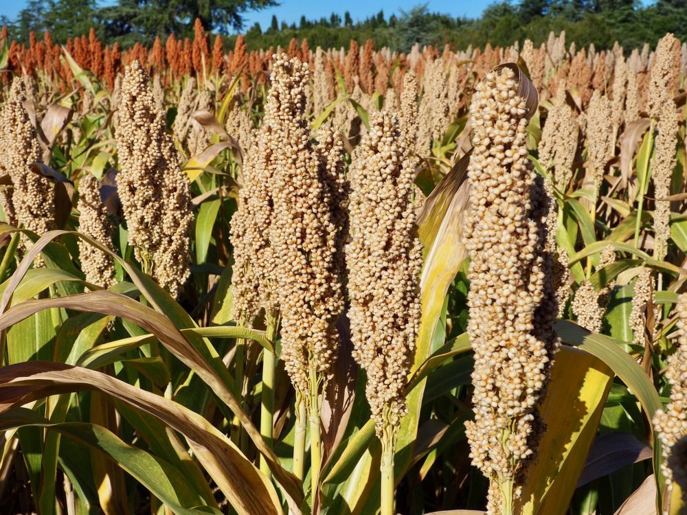 Tutti i vantaggi della semina del sorgo per gli agricoltori italiani: un alleato prezioso contro la crisi agroalimentare