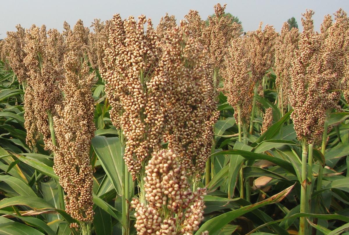 Spectrum e Mojang: autorizzati per l'uso sul sorgo sino al 4 Luglio