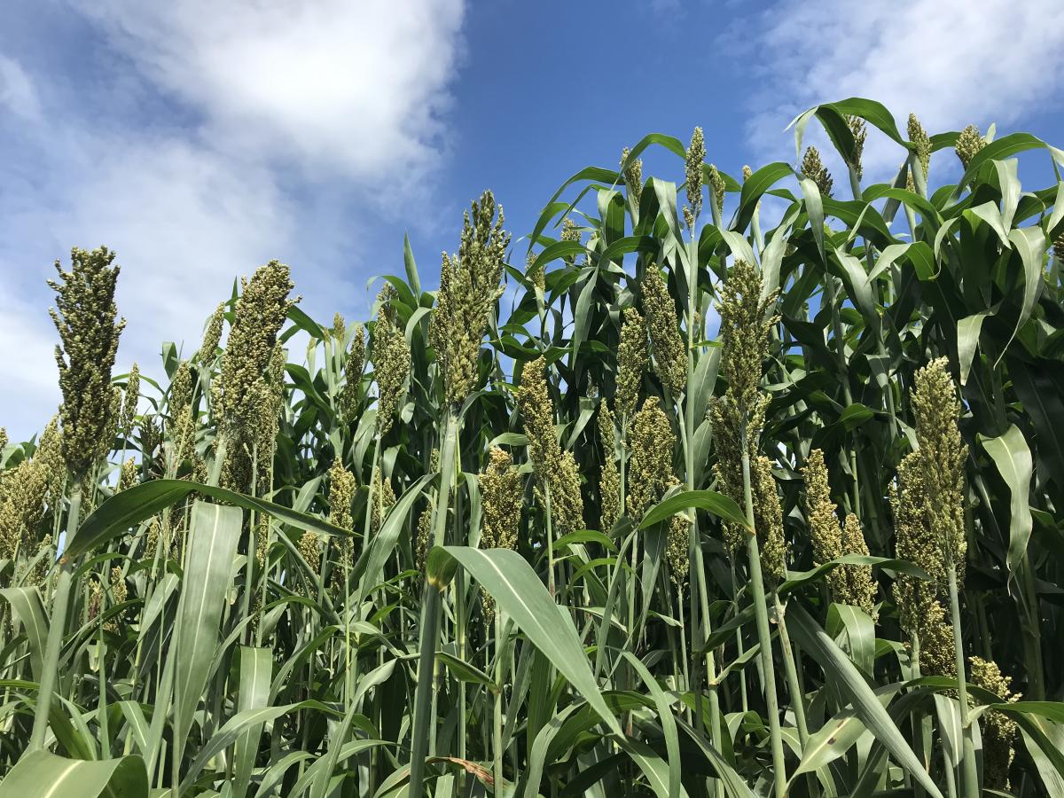 Sorgo da trinciato: una sola semina per due raccolti