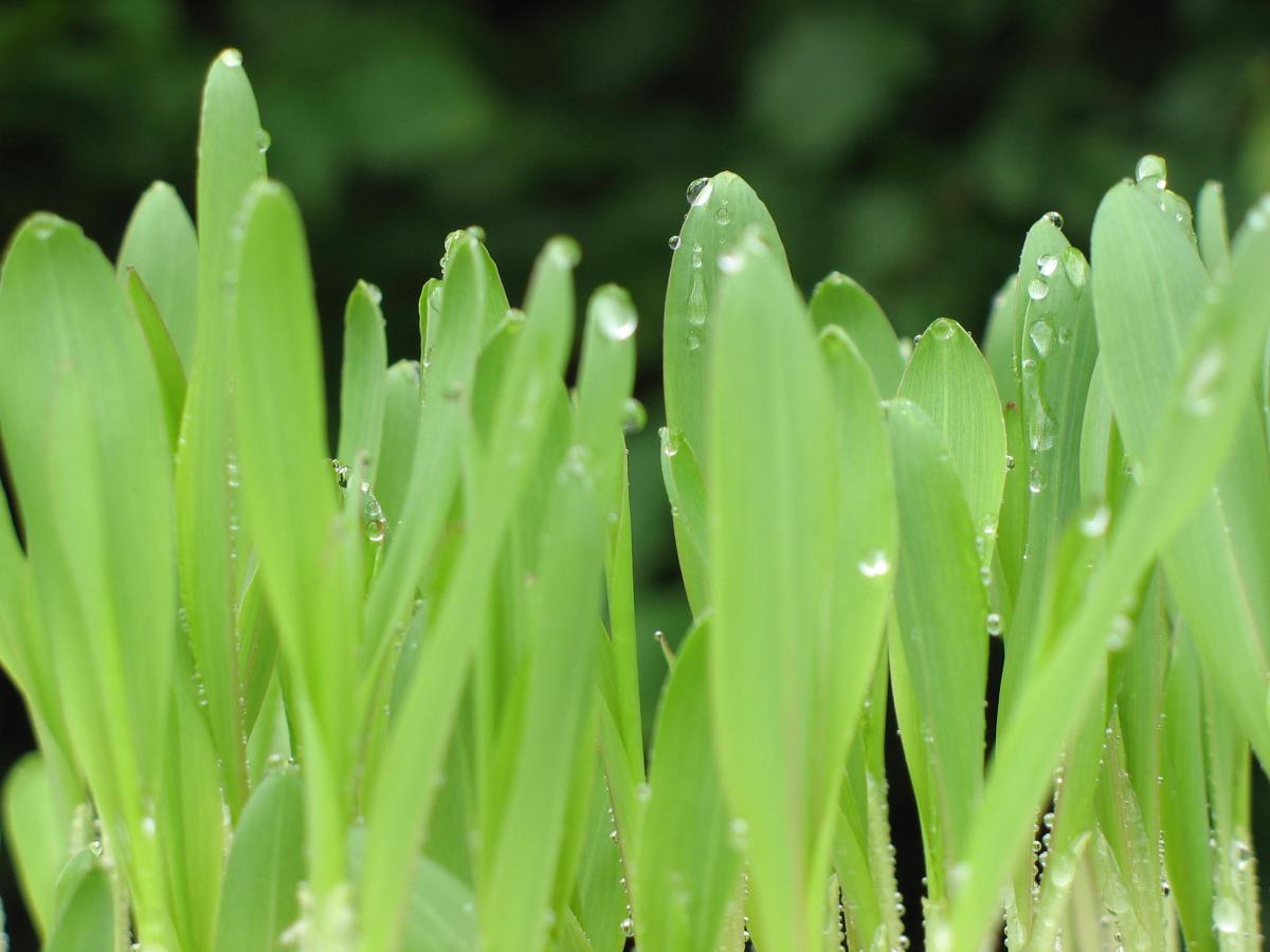 La buona partenza delle semine primaverili bloccata dalle piogge