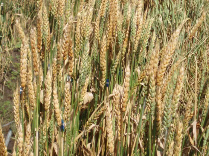 Frumento: trattamento indispensabile a inizio fioritura