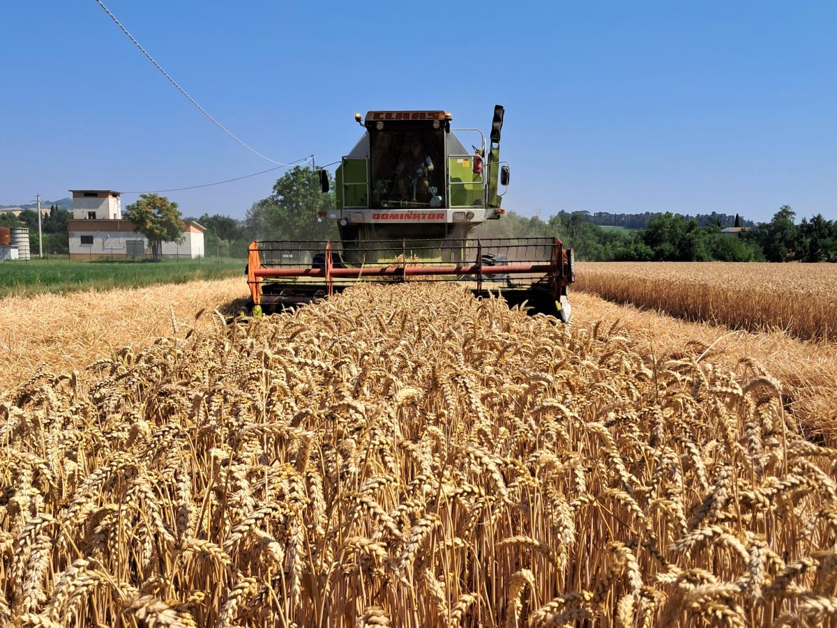 Annata in chiaroscuro per i cereali autunnali ma RV Venturoli sempre sopra la media