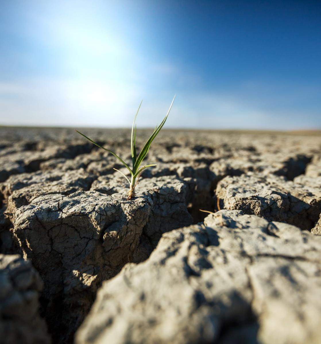 L’Agricoltura Rigenerativa è la nuova frontiera agronomica