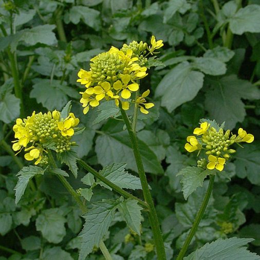 Scelta mirata delle cover crops in funzione di obiettivi specifici