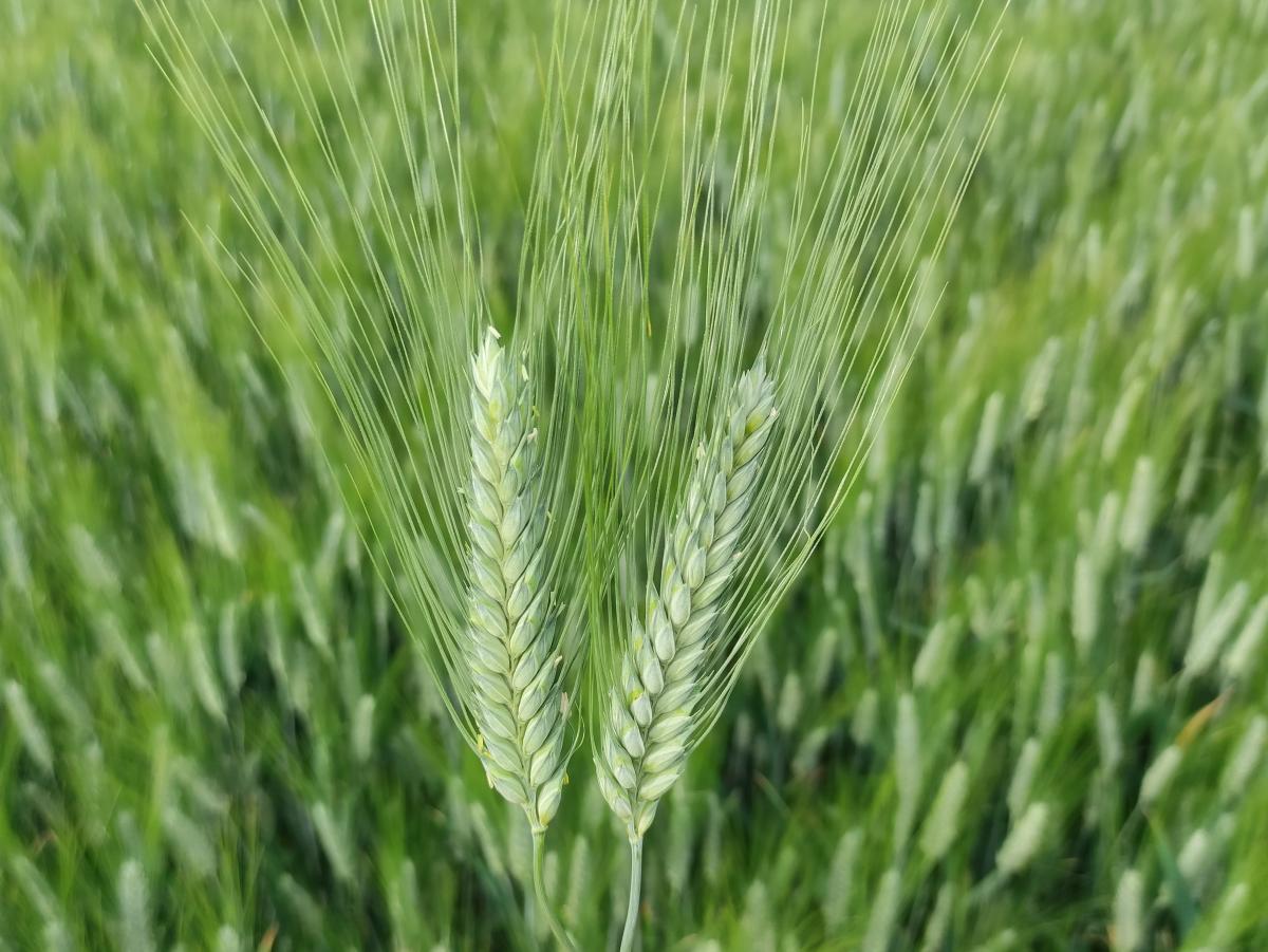 Grano duro Elio grande produttore con eccellenti qualità molitorie