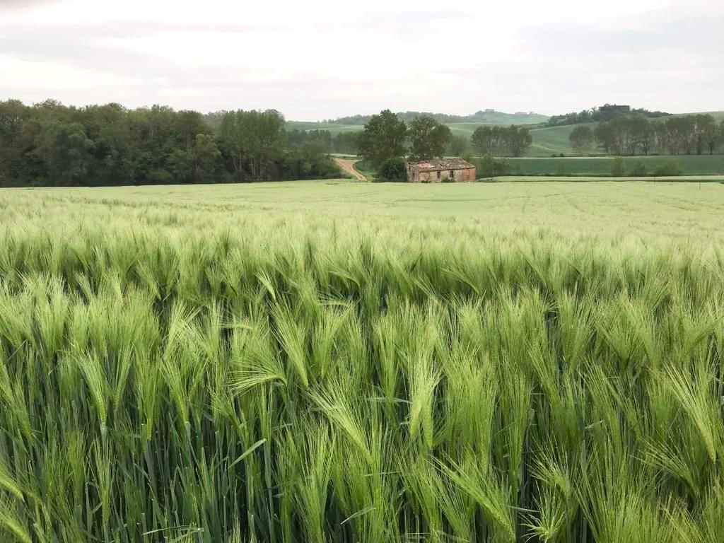Eccellenti varietà ed ibridi di orzo per granella e trinciati di alta qualità