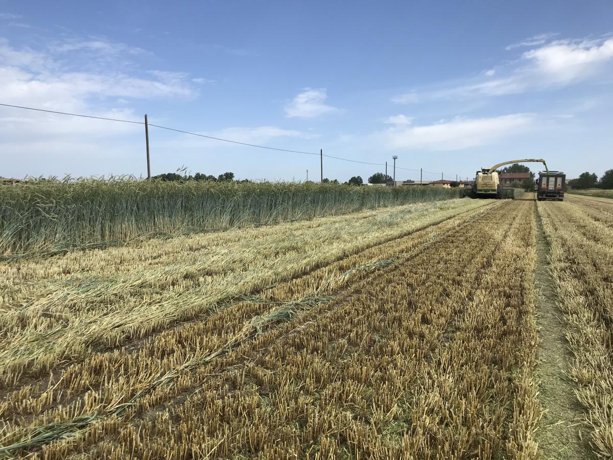 La segale ibrida è rustica, si raccoglie presto e piace alle vacche