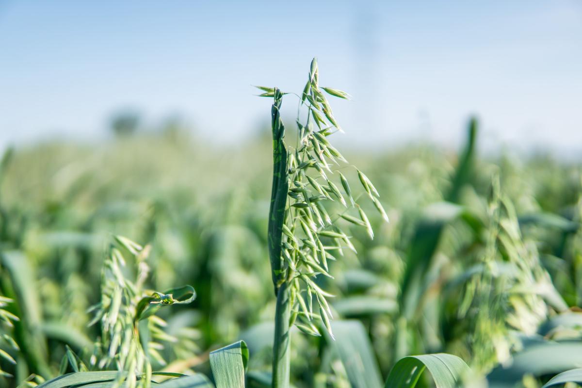 L’avena alternativa Lion per un foraggio di qualità
