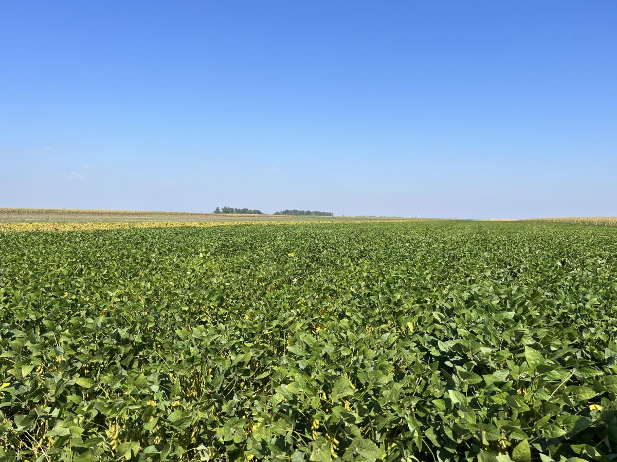 Dopo un’ottima annata, più soia nei piani colturali 2026