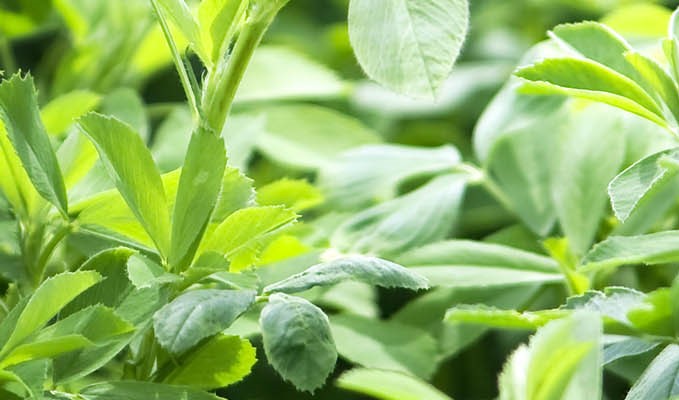 C’è scarsità di seme di erba medica, è opportuno accelerare gli approvvigionamenti