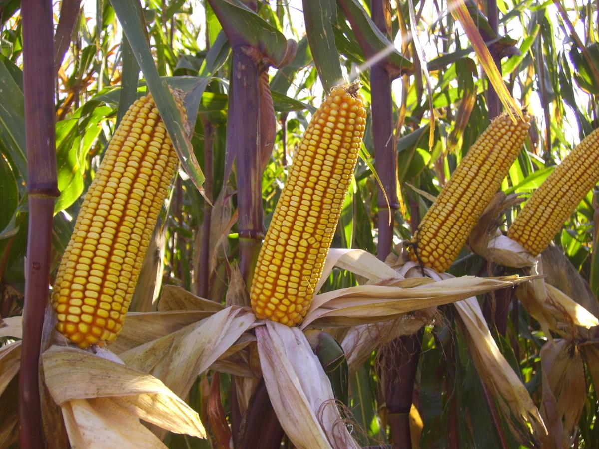 Mais, dopo un’ottima annata, si prospetta un aumento delle superfici