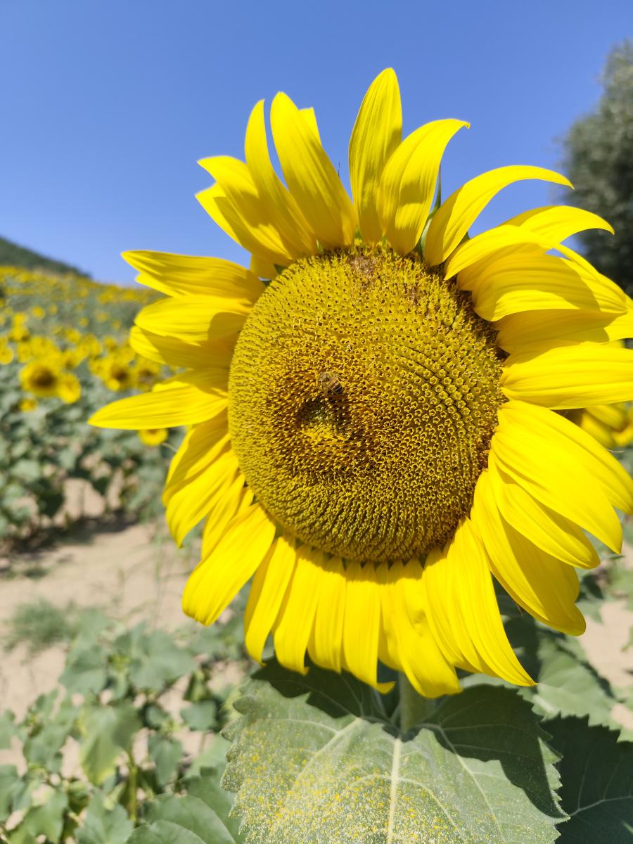 Per il girasole quotazioni in rialzo e si consolida l'espansione al Nord Italia