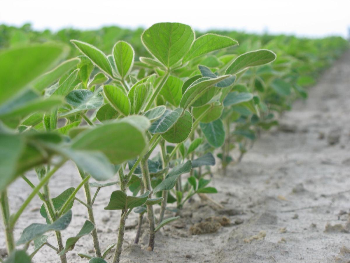 È tempo di programmare i secondi raccolti di sorgo, girasole, mais e soia
