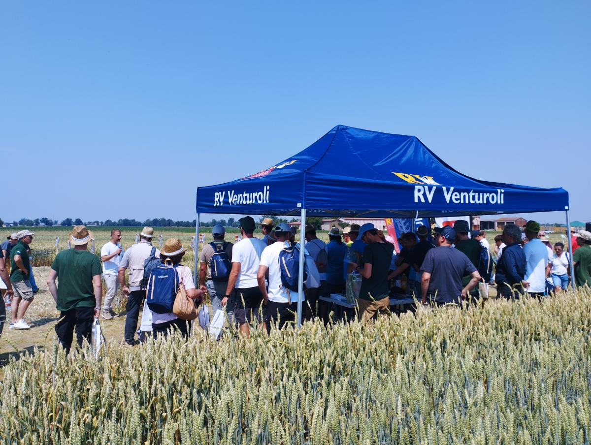 Ottime produzioni per il frumento tenero nel Polesine con Canolon da record