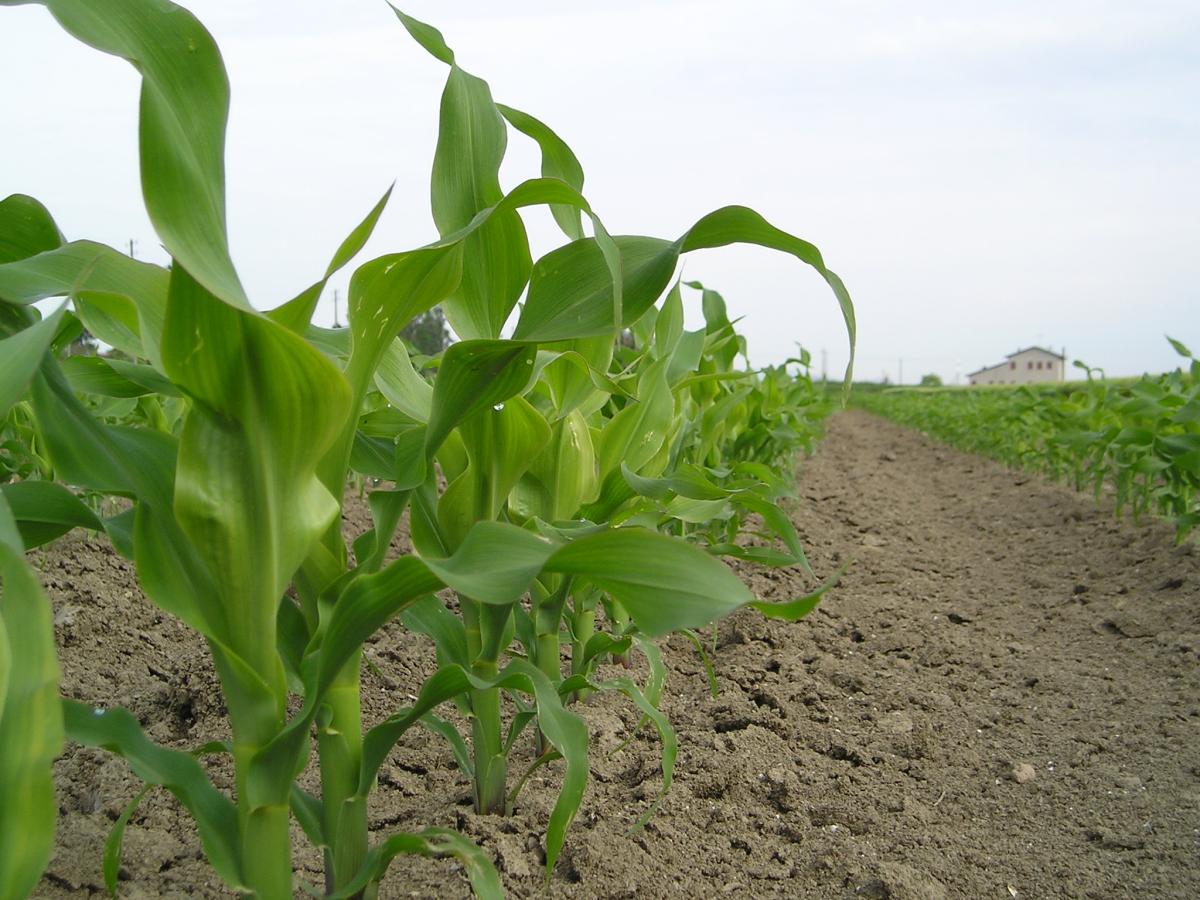 Seminare un secondo raccolto per assicurare la copertura vegetale dei terreni
