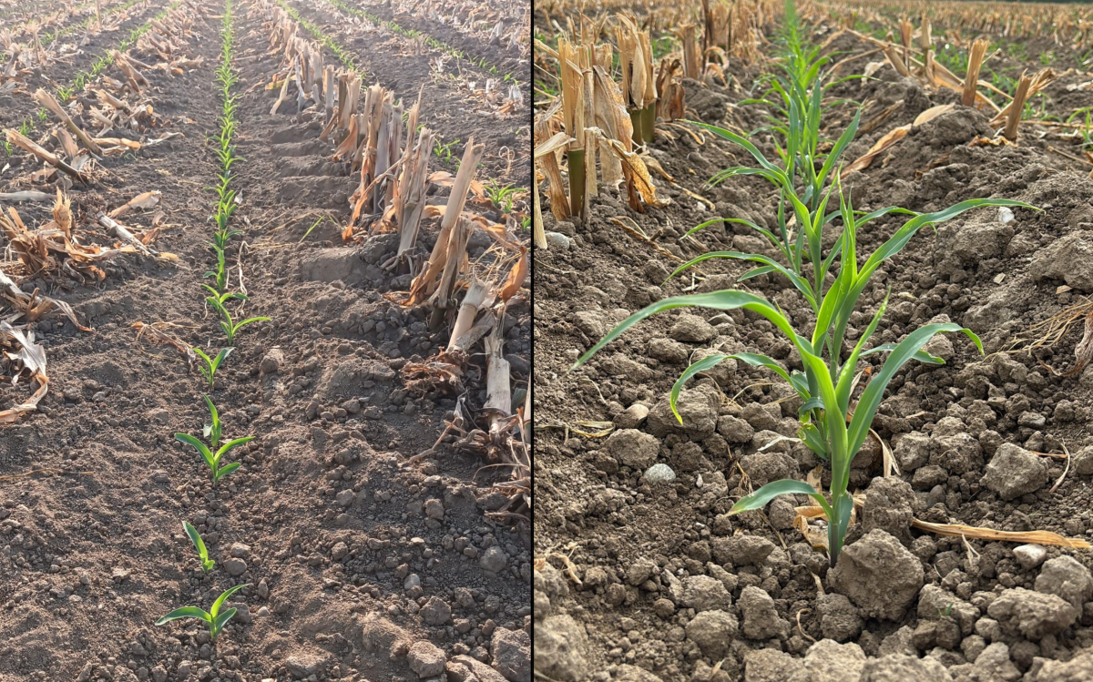 È ora di programmare la semina del sorgo in secondo raccolto