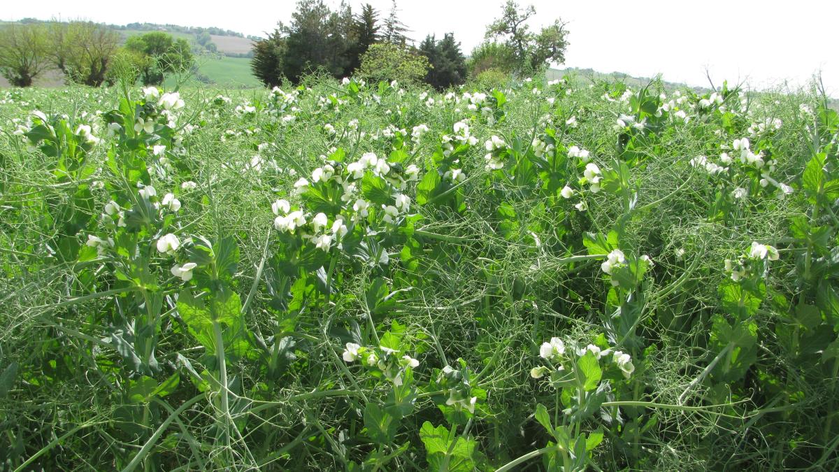 Più ettari a soia e leguminose da granella nei prossimi piani colturali